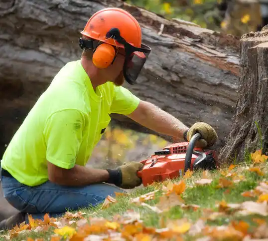 tree services Alpha